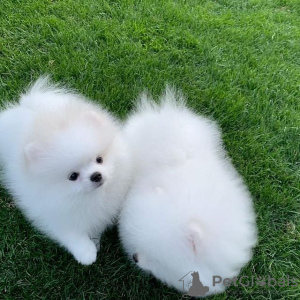 Photo №2 to announcement № 118234 for the sale of pomeranian - buy in Germany private announcement