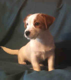 Photo №2 to announcement № 3887 for the sale of jack russell terrier - buy in Russian Federation from nursery