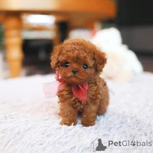 Photo №4. I will sell maltese dog in the city of Bradenton. breeder - price - negotiated