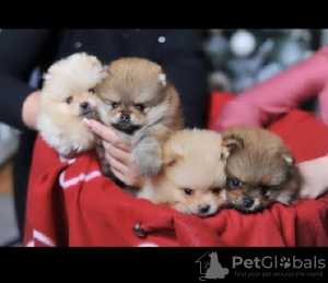 Photo №1. pomeranian - for sale in the city of Werbass | negotiated | Announcement № 84455