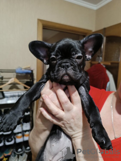 Photo №1. french bulldog - for sale in the city of Дрезден | 380$ | Announcement № 122996