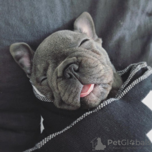 Photo №1. french bulldog - for sale in the city of Berlin | 1585$ | Announcement № 99745