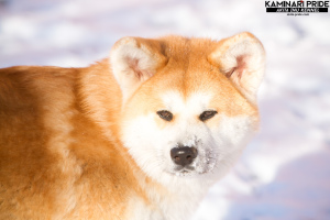 Photo №1. akita - for sale in the city of Chelyabinsk | 402$ | Announcement № 3911