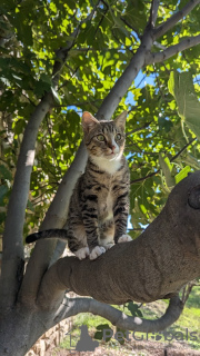 Additional photos: Kitten Kiselechek is looking for a loving family.