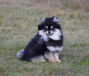 Photo №3. Adorable little Pomeranian, mini FCI.. United States
