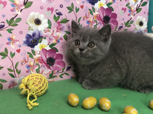 Photo №1. british shorthair - for sale in the city of Samara | 327$ | Announcement № 6322