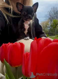 Photo №4. I will sell chihuahua in the city of Busko-Zdrój. breeder - price - 1032$