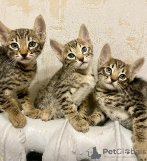 Photo №1. bengal cat - for sale in the city of Bern | negotiated | Announcement № 120125