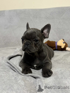 Photo №2 to announcement № 160300 for the sale of french bulldog - buy in Finland private announcement
