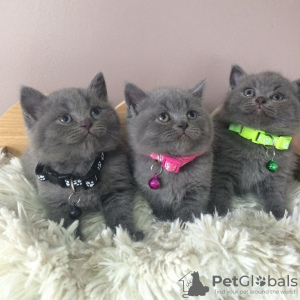 Photo №1. british shorthair - for sale in the city of London | negotiated | Announcement № 118775