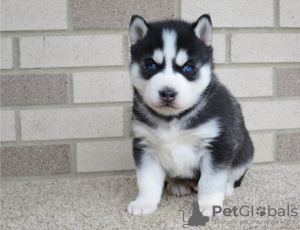 Photo №1. siberian husky - for sale in the city of Blitchton | negotiated | Announcement № 44312