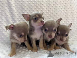 Photo №1. chihuahua - for sale in the city of Munich | negotiated | Announcement № 31988