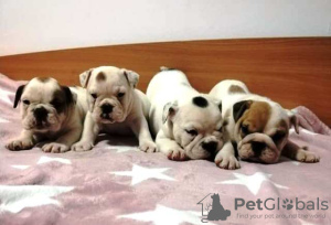 Photo №1. english bulldog - for sale in the city of Werbass | negotiated | Announcement № 76625