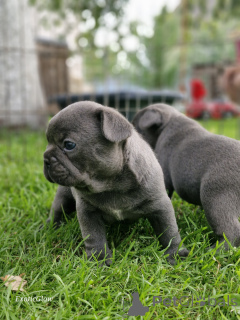 Photo №2 to announcement № 161853 for the sale of french bulldog - buy in Belarus private announcement, from nursery