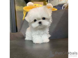 Photo №1. maltese dog - for sale in the city of Prague | negotiated | Announcement № 59462