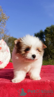Photo №4. I will sell non-pedigree dogs in the city of Torzhok. breeder - price - 256$
