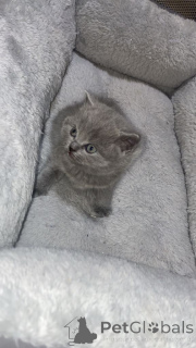 Photo №2 to announcement № 166921 for the sale of british longhair - buy in Germany private announcement