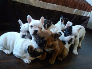 Additional photos: miniature French Bulldog, beautiful puppies 1kg.