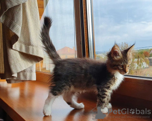 Photo №2 to announcement № 13983 for the sale of maine coon - buy in Ukraine from nursery