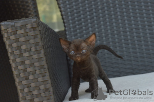 Photo №4. I will sell devon rex in the city of Севилья. private announcement, breeder - price - 423$