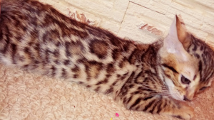 Photo №4. I will sell bengal cat in the city of Krivoy Rog. private announcement - price - 200$