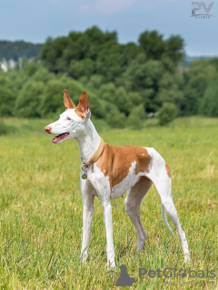 Photo №4. I will sell ibizan hound in the city of Москва. breeder - price - negotiated