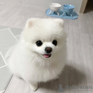 Photo №3. Gorgeous Pomeranian Puppies for sale. Germany