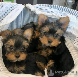 Photo №3. Buy your lovely beautiful Vaccinated Yorkshire Terrier puppies available now for. Austria