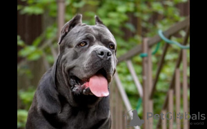 Photo №1. cane corso - for sale in the city of Stary Oskol | negotiated | Announcement № 8998