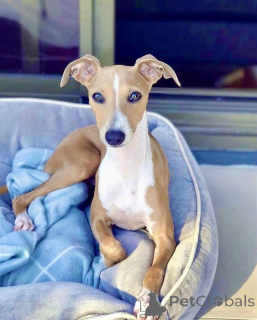 Photo №3. Whippet. Germany