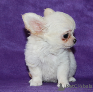 Photo №3. Chihuahua MINI boy pet. Russian Federation