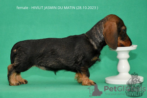 Photo №1. dachshund - for sale in the city of Москва | 1500$ | Announcement № 94391