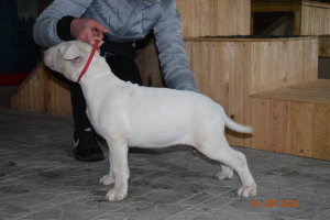 Photo №4. I will sell bull terrier in the city of Minsk. private announcement, from nursery - price - 1000$