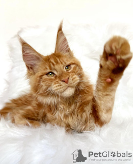 Photo №2 to announcement № 103770 for the sale of maine coon - buy in Germany breeder