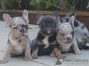 Photo №4. I will sell french bulldog in the city of Stari Banovci. breeder - price - negotiated