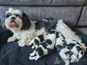 Photo №1. lhasa apso - for sale in the city of Muurame | negotiated | Announcement № 169169