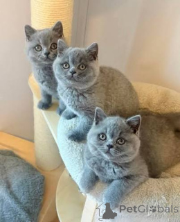 Photo №1. british shorthair - for sale in the city of Krakow | 465$ | Announcement № 173283