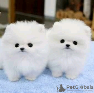 Photo №2 to announcement № 123306 for the sale of pomeranian - buy in Finland private announcement