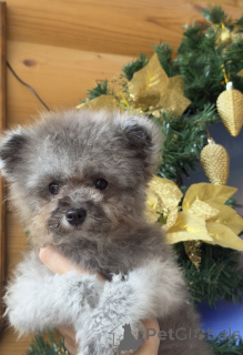 Photo №2 to announcement № 155084 for the sale of poodle (dwarf) - buy in Russian Federation private announcement