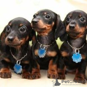 Photo №1. dachshund - for sale in the city of Hartford | 8000$ | Announcement № 109913