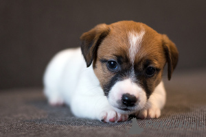Photo №3. Pedigree puppy Jack Russell Terrier. Belarus