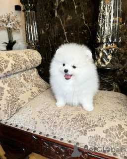 Photo №4. I will sell pomeranian in the city of Amberg. private announcement - price - 470$