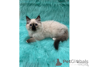 Photo №1. maine coon - for sale in the city of Riverside | 466$ | Announcement № 143165