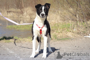 Photo №1. non-pedigree dogs - for sale in the city of Москва | Is free | Announcement № 72053
