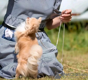 Photo №3. Lovely Chihuahua. France