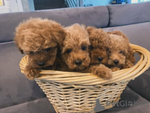 Photo №1. poodle (toy) - for sale in the city of Marseilles | 444$ | Announcement № 123143