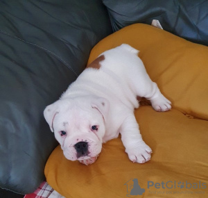 Photo №1. english bulldog - for sale in the city of Vienna | Is free | Announcement № 98102