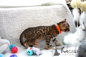 Additional photos: Lovely Bengal Cats kittens available for Caring homes