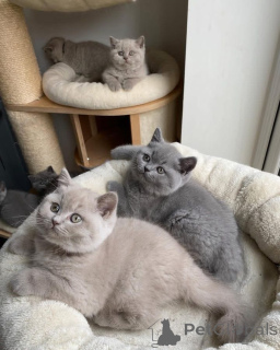 Photo №1. british shorthair - for sale in the city of Anderlecht | 350$ | Announcement № 170732