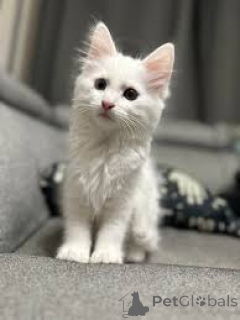 Photo №2 to announcement № 166617 for the sale of turkish angora - buy in Belgium private announcement, breeder